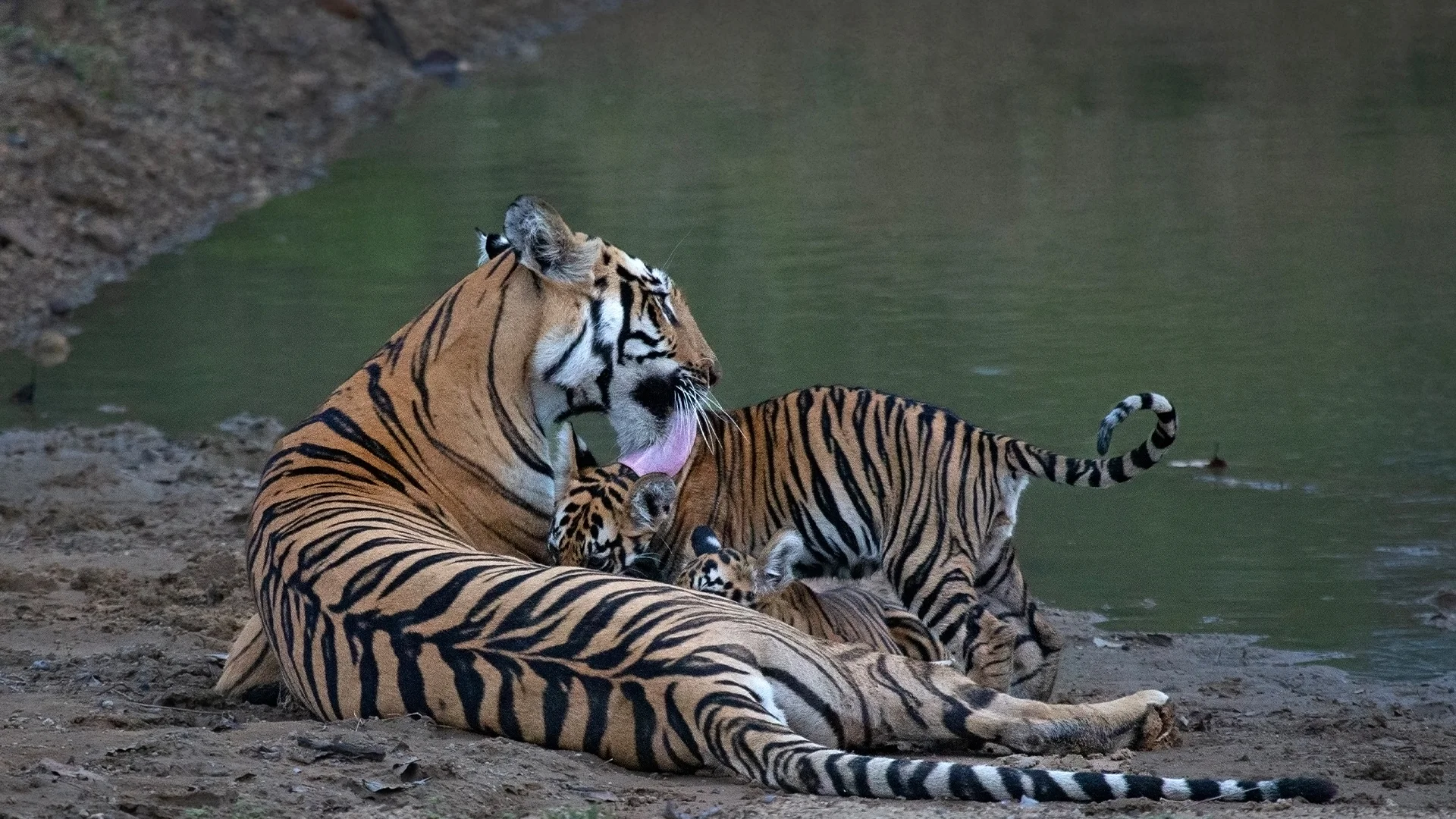 Tiger Safari in India: Where Untamed Adventure Meets World-Class Luxury