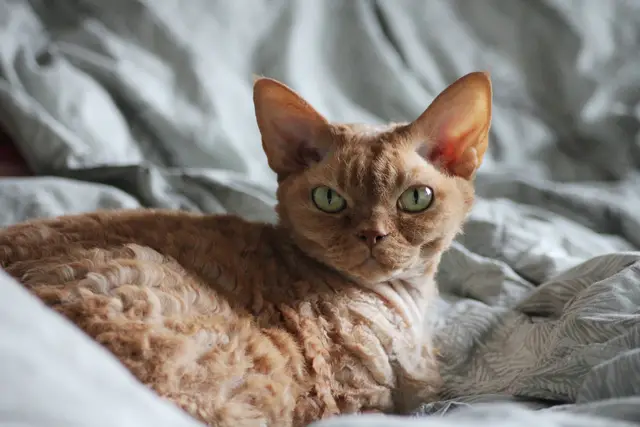 Devon Rex Kittens for Sale USA: Why This Unique Breed Continues to Grow in Popularity